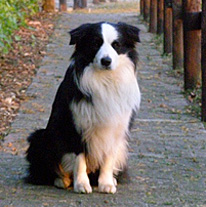 Border collie