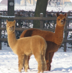 Alpaca Garden Inukshuk